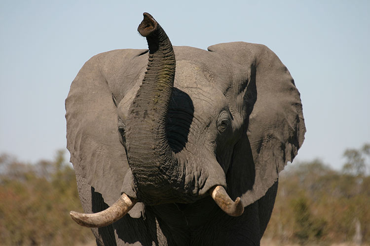Elephant with trunk up in the Savuti