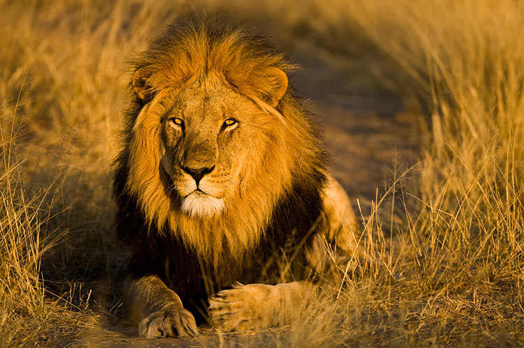 Lion in the Kalahari