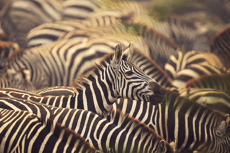 Zebra Herds