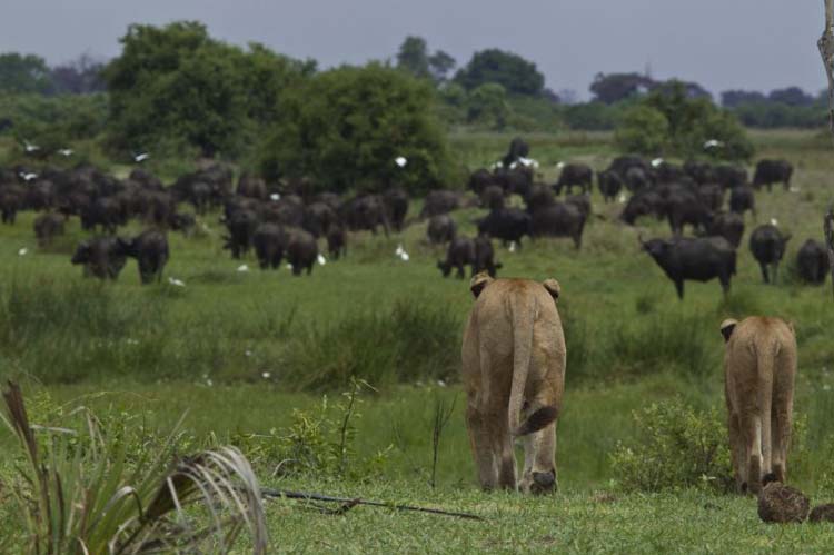 Iconic: Duba Plains