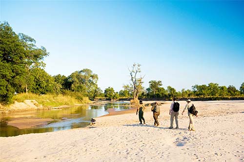 South Luangwa Walking