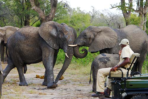 Elephant Plains Game Drives