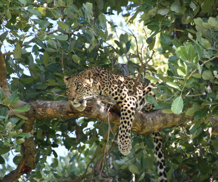 Green Season leopard in tree