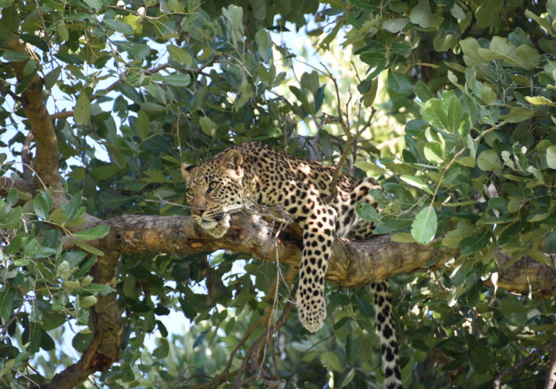Green Season leopard in tree