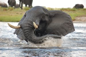 elephant chobe botswana Safari Specialists