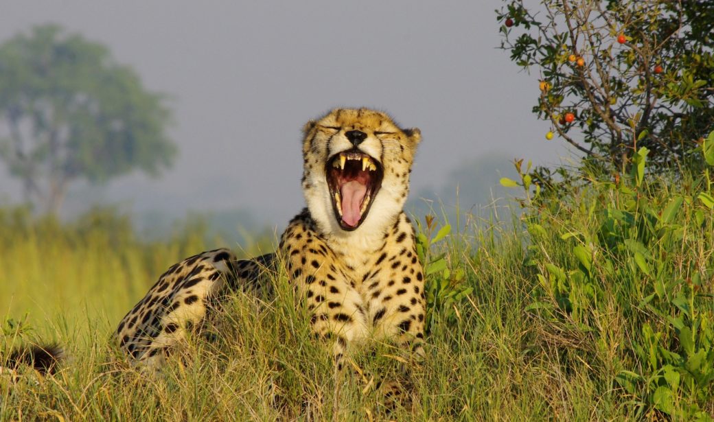 cheetah safari specialists okavango botswana