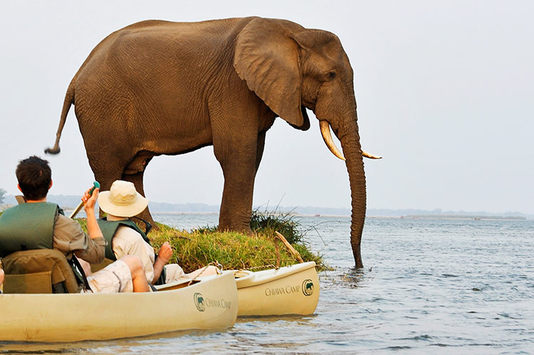 Out of the Ordinary: Canoe Safaris on the Zambezi River