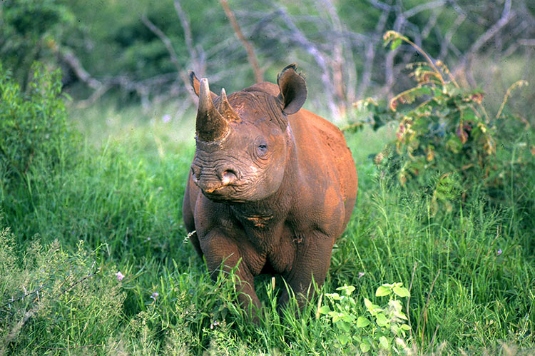 Rhino in South Africa