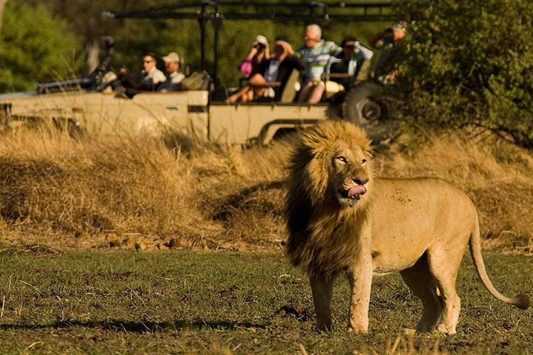 Singa di Taman Nasional Chobe | Sumber: Safari Specialist