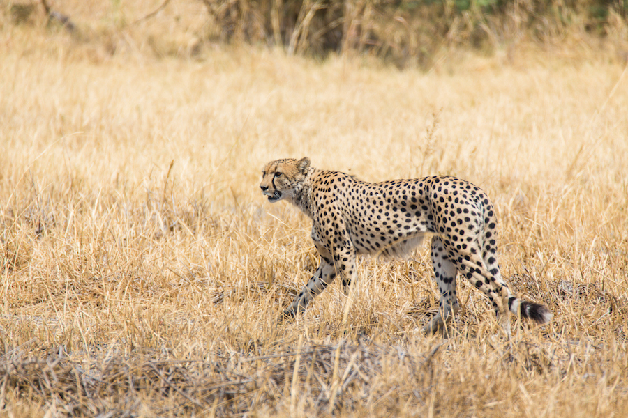 Cheetah in Khwai