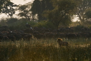 Lion hunt