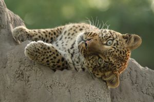 Lazy leopard watching you!