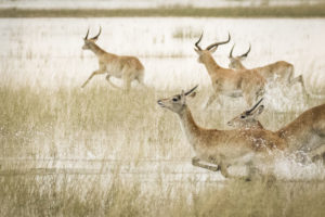 Vumbura, Wilderness Safari Camp, Okavango Delta, Botswana Safari Specialists red lechwe