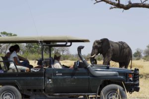 game drive, botswana, safari, elephant