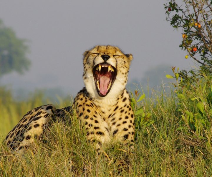 cheetah safari specialists okavango botswana