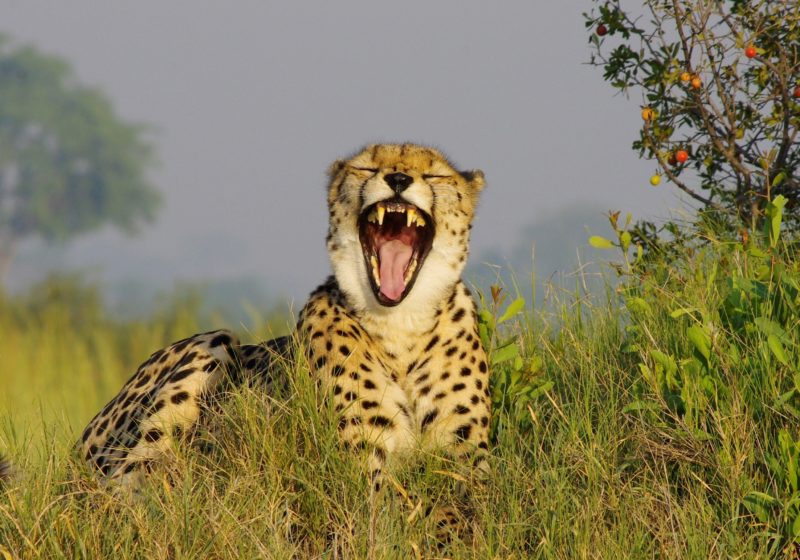 cheetah safari specialists okavango botswana