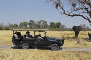 game drive elephant safari botswana