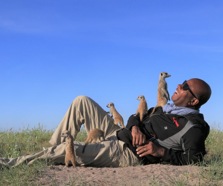 jacks camp meerkats botswana safari specialists natural selection