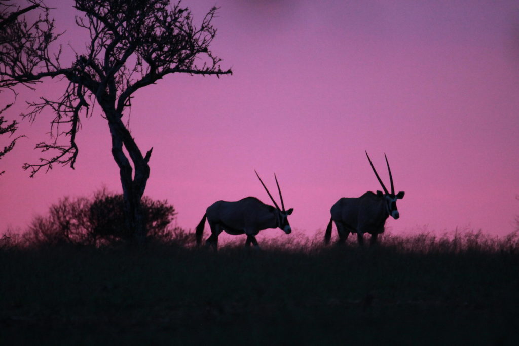 okonjima_sunset eland namibia safari specialists