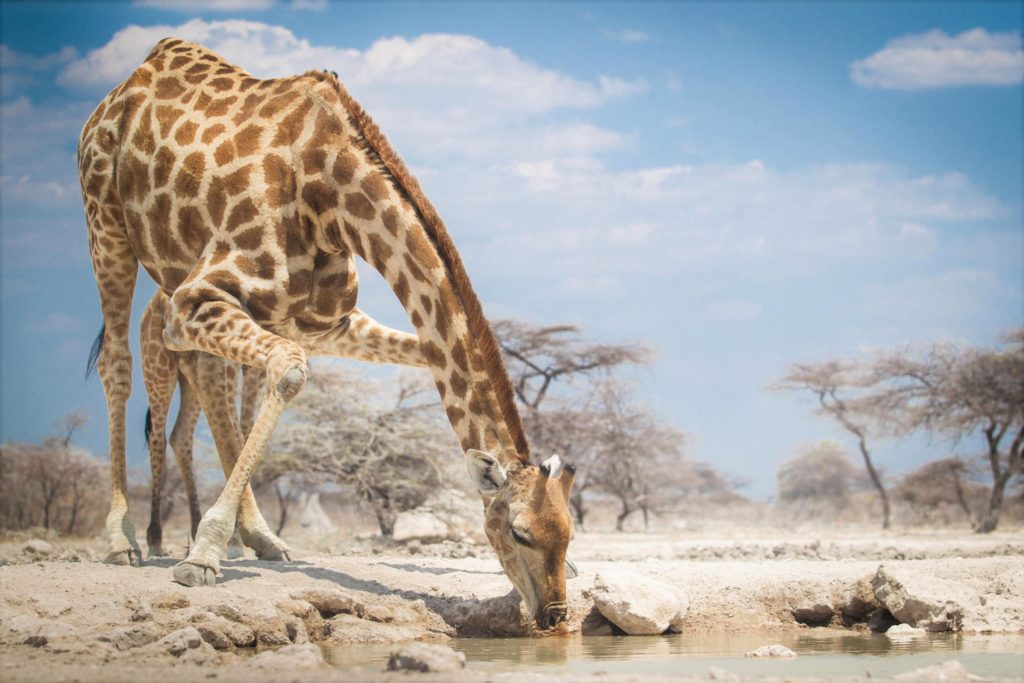 giraffe waterhole namibia safari specialists etosha