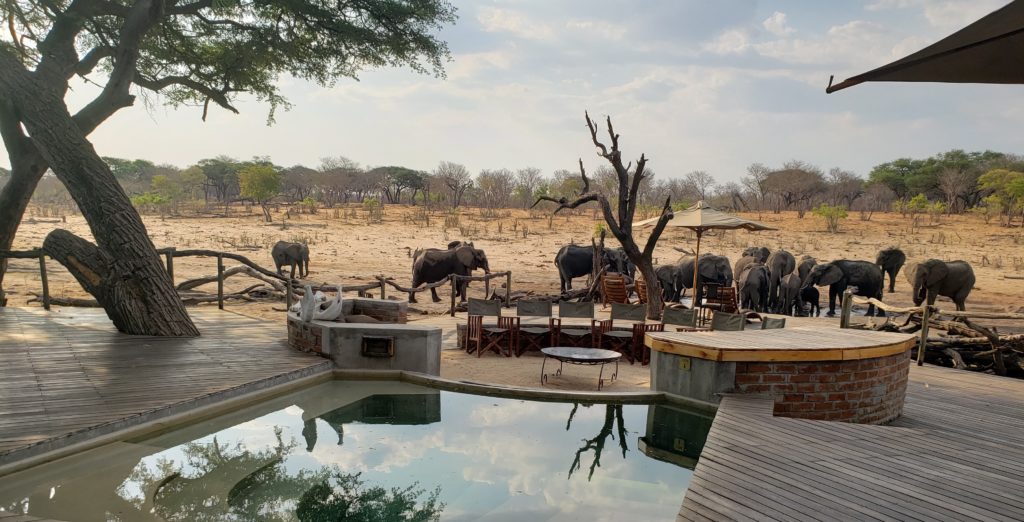 Safari Specialists Zimbabwe Acacia elephants