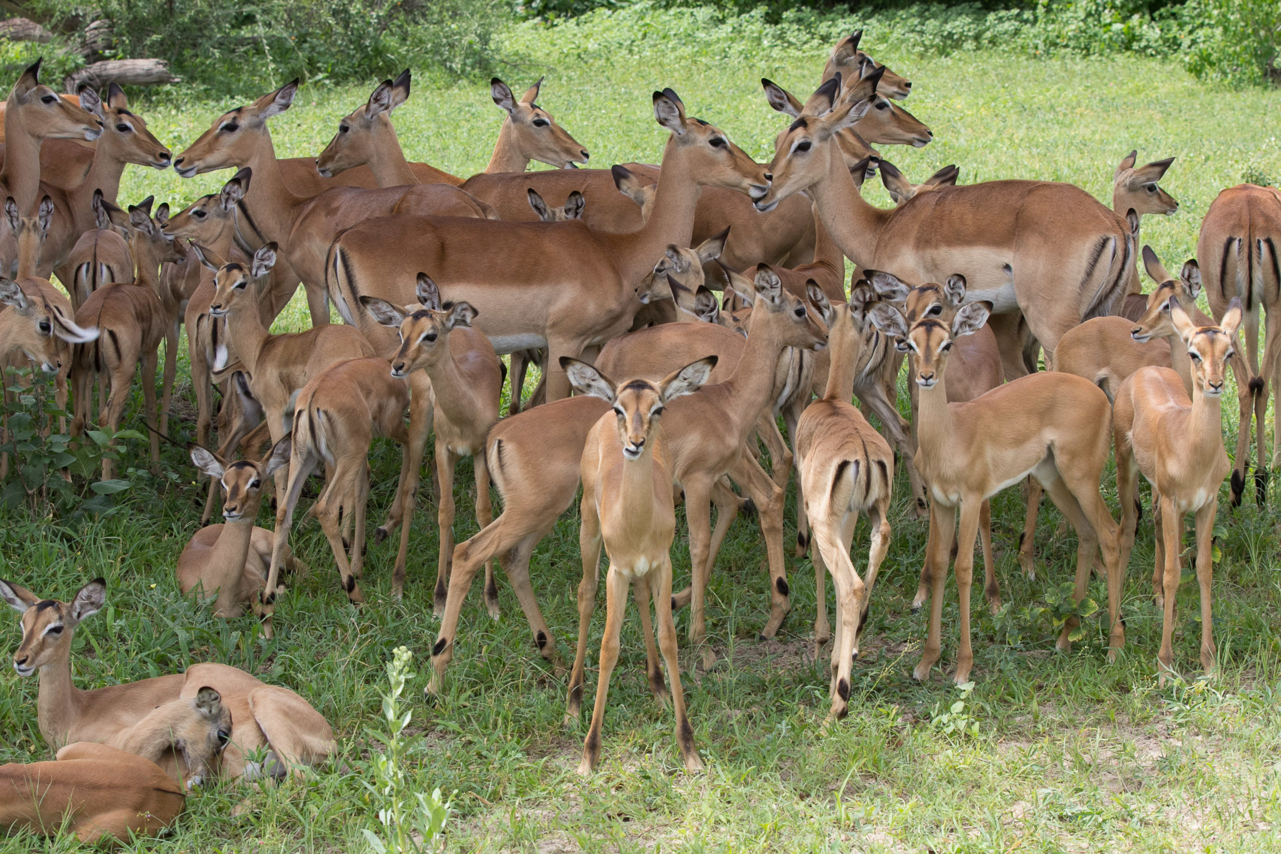Botswana's secret season, newborns, birds, colours... and all at up to 60% discount